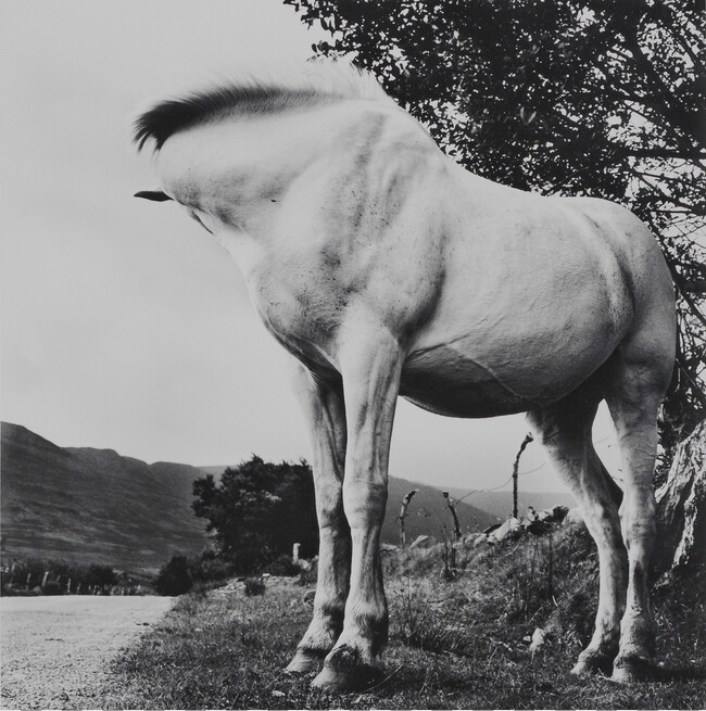 White Horse, Donegal, 1965, from the book W. B. Yeats, Under the Influence