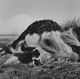 Sheepdog and Turf, Bloody Forland, Donegal, 1965, from the book W. B. Yeats, Under the Influence
