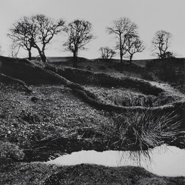 Winter trees, Powerscourt Demense, Wicklow, 1966, from the book W. B. Yeats, Under the Influence