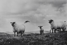 Sheep and Crow, Sligo, 1965, from the book W. B. Yeats, Under the Influence