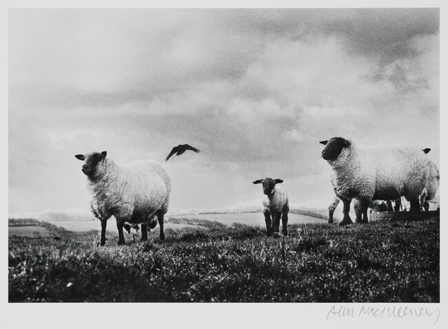 Sheep and Crow, Sligo, 1965, number 5 of 14, from the portfolio, Under the Influence