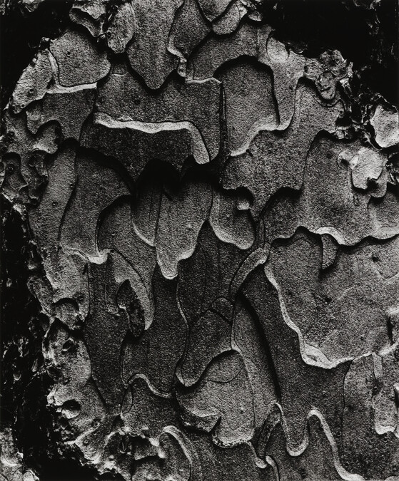 Tree Bark, Hawaii