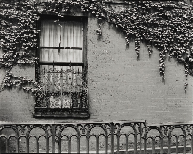 Window and Ivy, New York