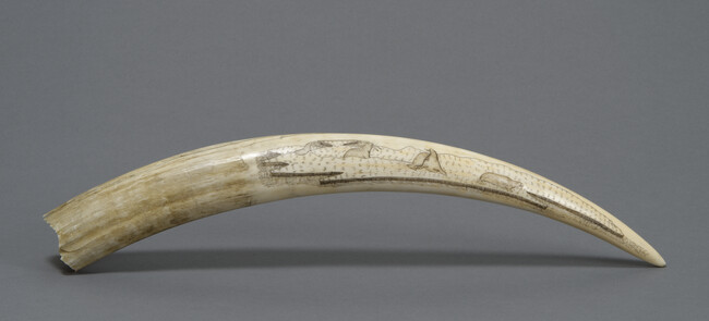 Scrimshaw Walrus Tusk (Man Pulling a Kayak on a Sled and Walruses)