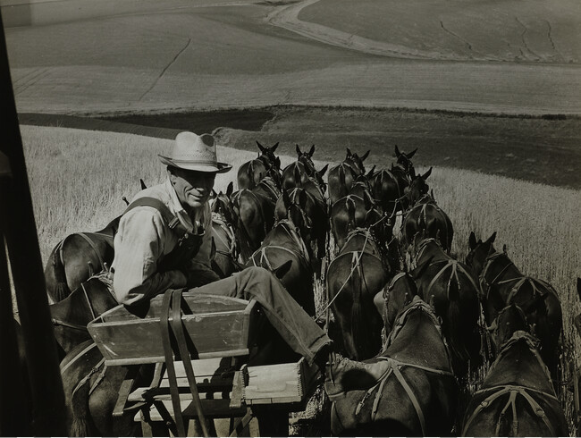 Mule Skinner and his 20-Mule Team. Wheat Combine in Walla Walla County, WA