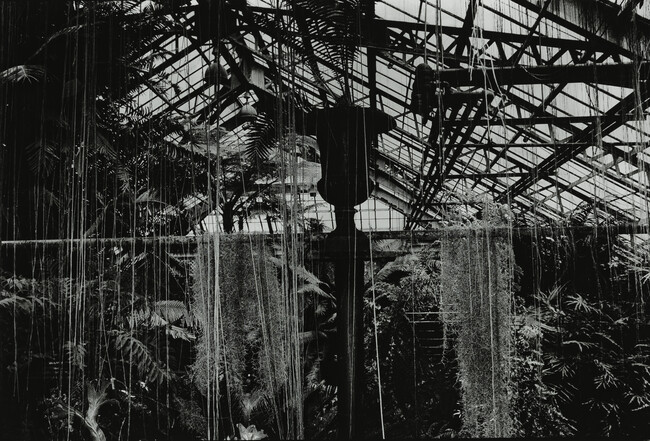 Lincoln Park Conservatory, Chicago, IL, from the Warm Room series