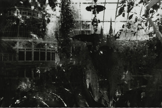 New York Botanical Gardens (NYBG), from the Warm Room series