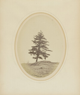 Dartmouth's Old Pine