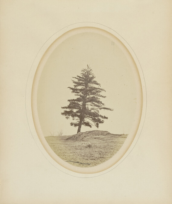Dartmouth's Old Pine