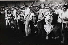 Cattle Show, USA
